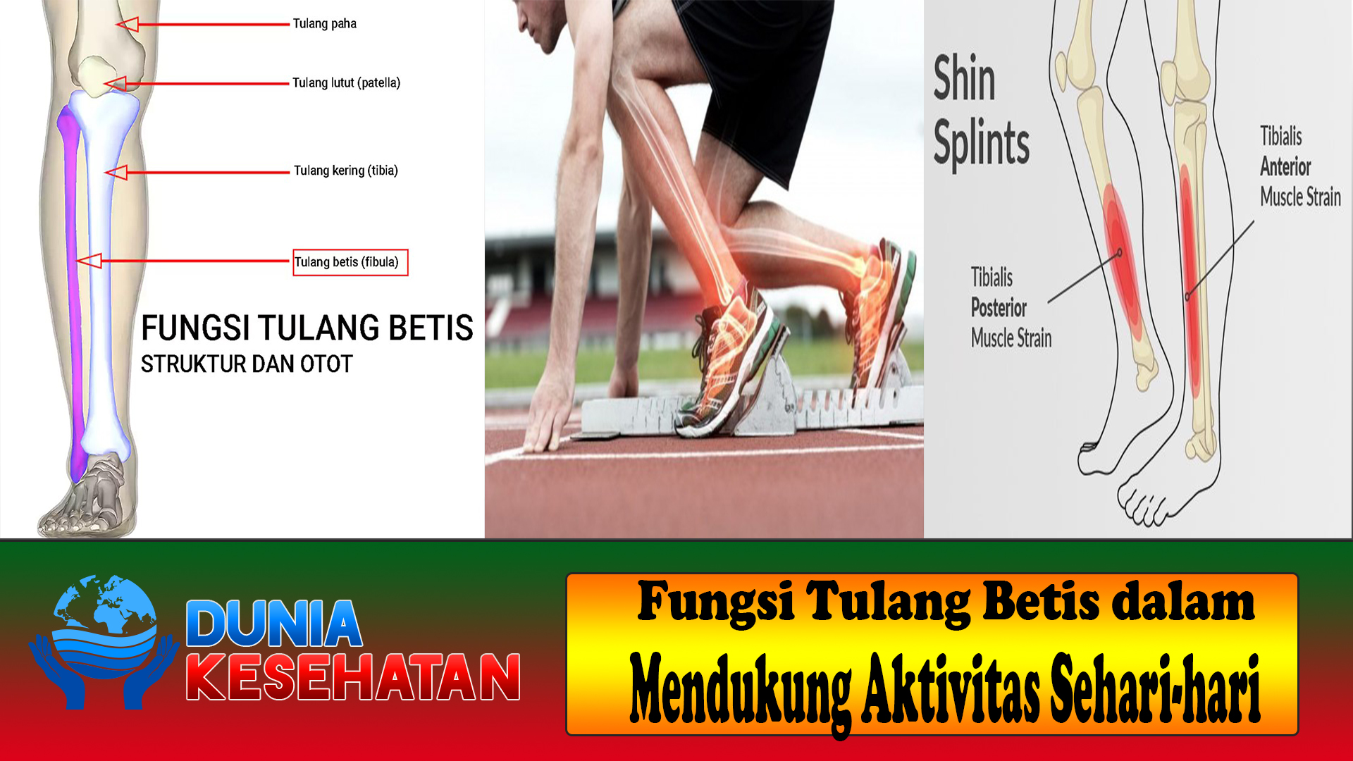 Fungsi Tulang Betis dalam Mendukung Aktivitas Sehari-hari