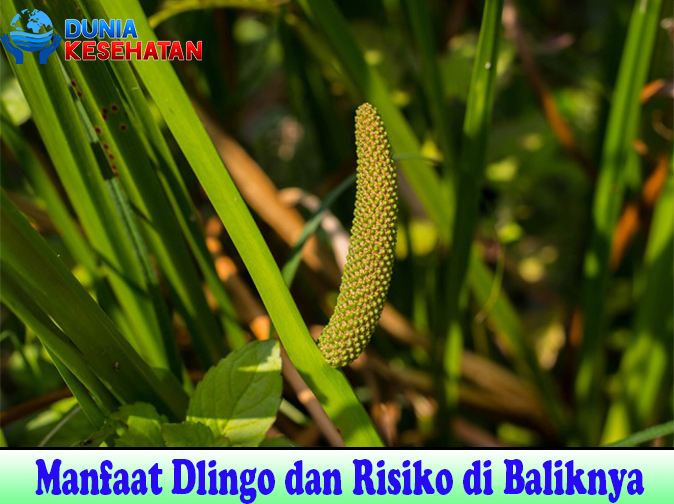 Manfaat Dlingo dan Risiko di Baliknya