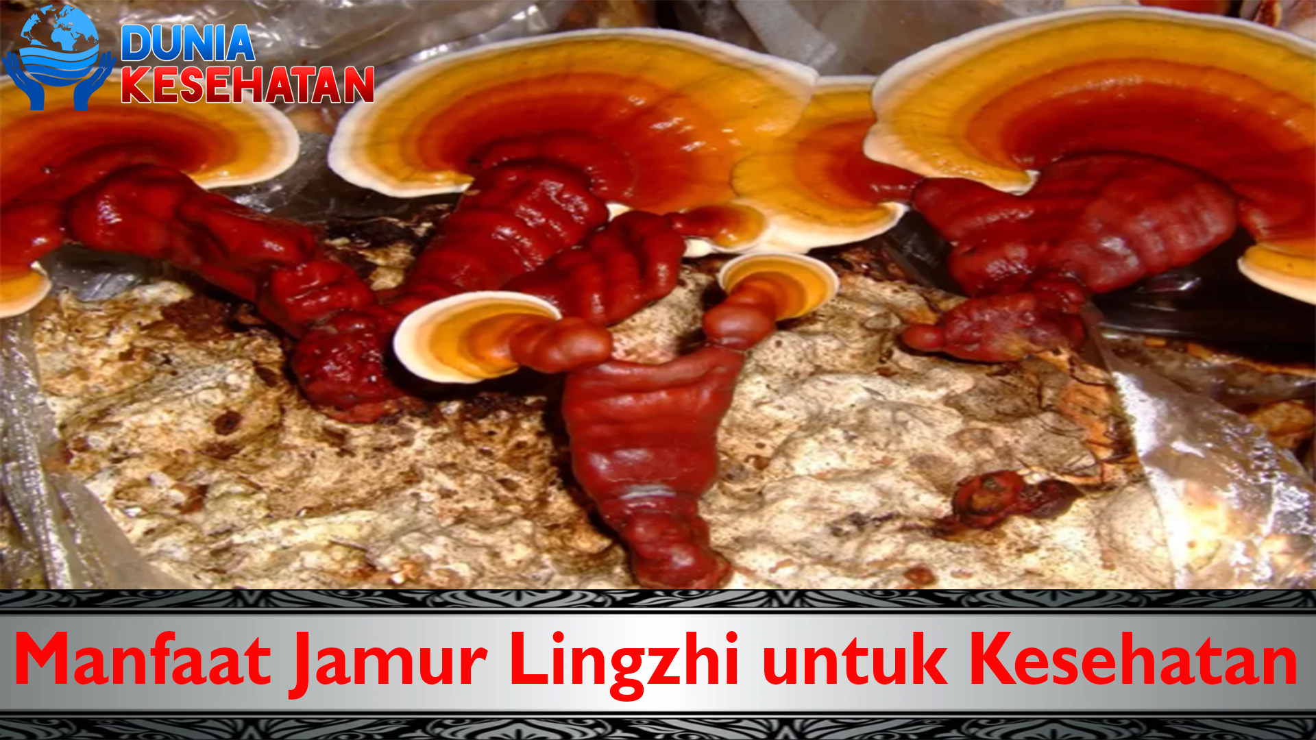 Manfaat Jamur Lingzhi untuk Kesehatan