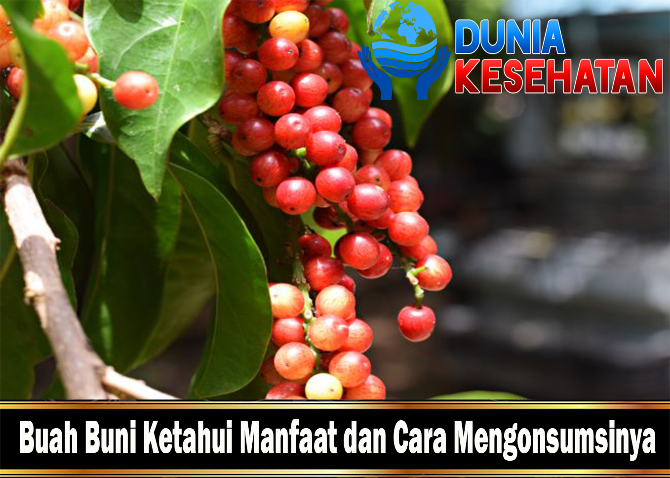 Buah Buni Ketahui Manfaat dan Cara Mengonsumsinya