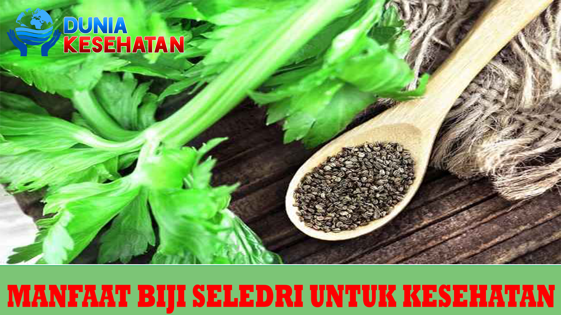 Manfaat Biji Seledri untuk Kesehatan