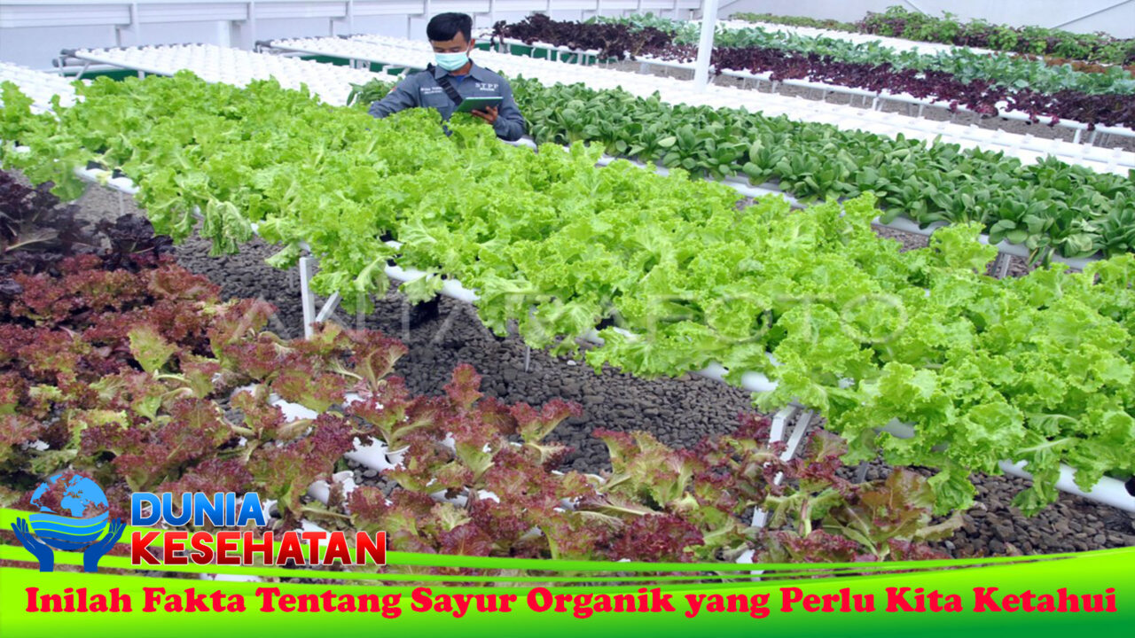 Inilah Fakta Tentang Sayur Organik yang Perlu Kita Ketahui