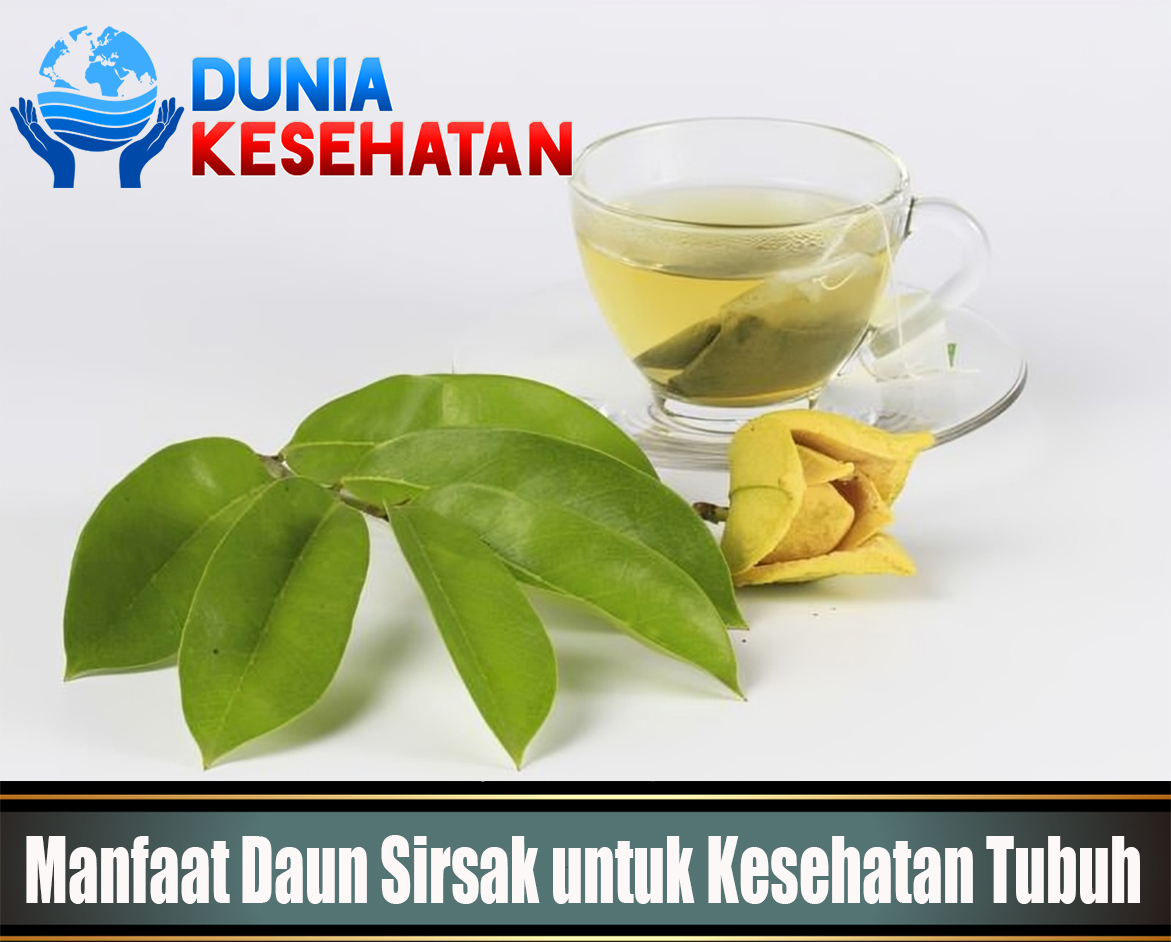 Manfaat Daun Sirsak untuk Kesehatan Tubuh