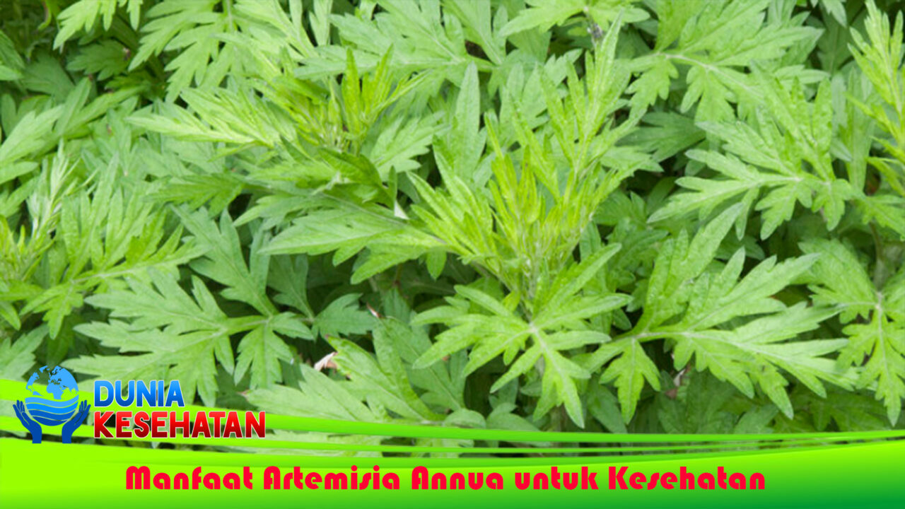 Manfaat Artemisia Annua untuk Kesehatan