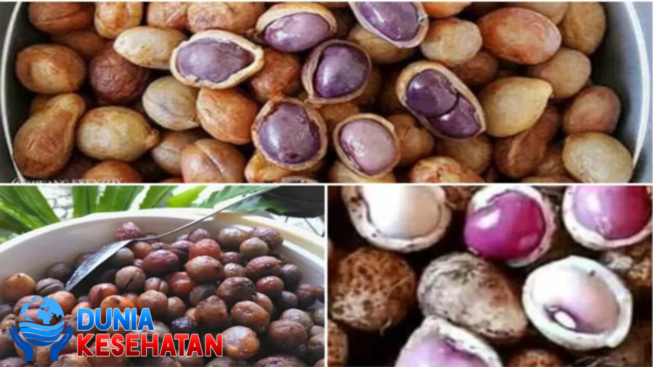 Kandungan dan Manfaat Kacang Bogor bagi Kesehatan