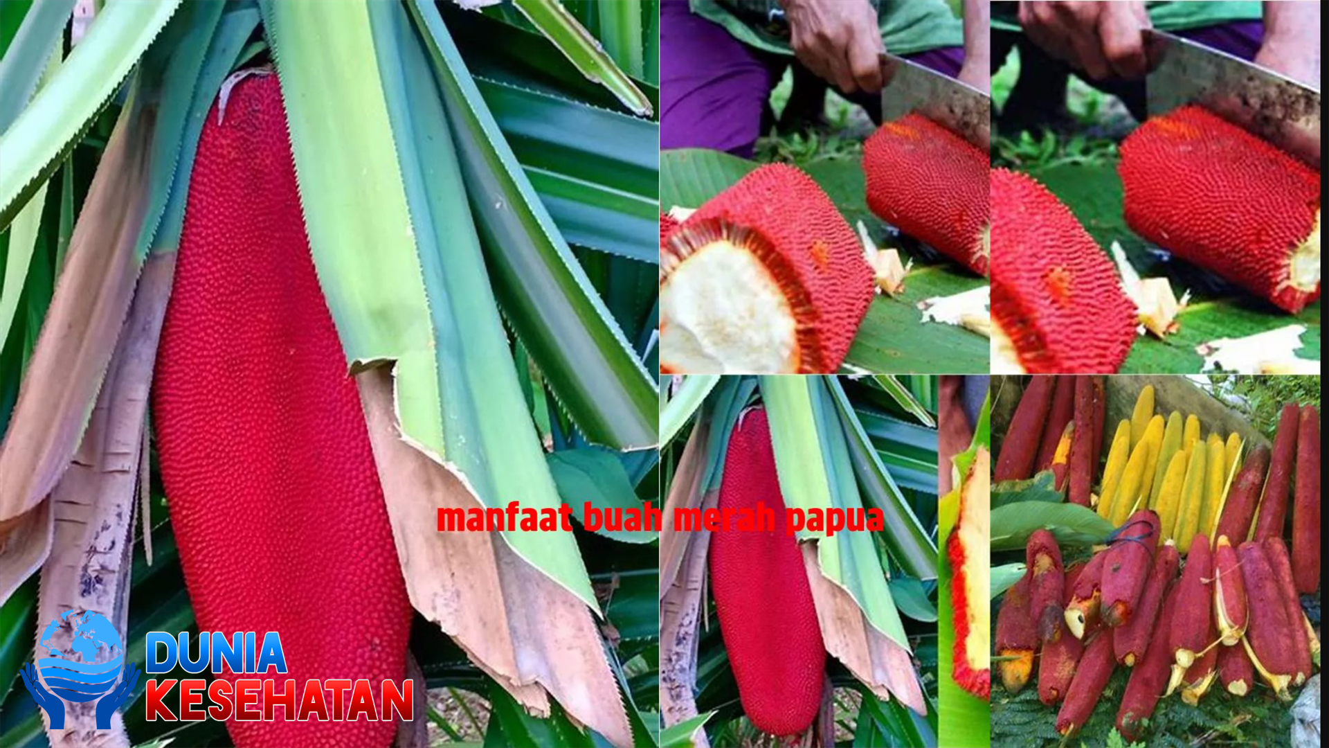 Manfaat Buah Merah dari Tanah Papua bagi Kesehatan