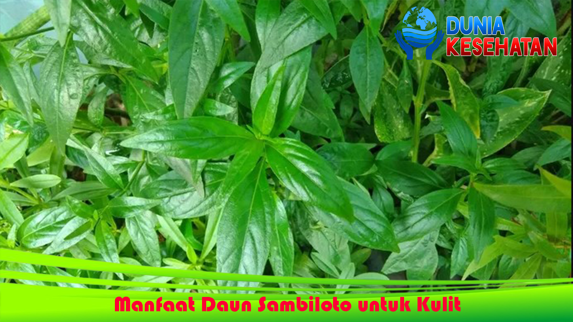 Manfaat Daun Sambiloto untuk Kulit yang Harus Anda Ketahui