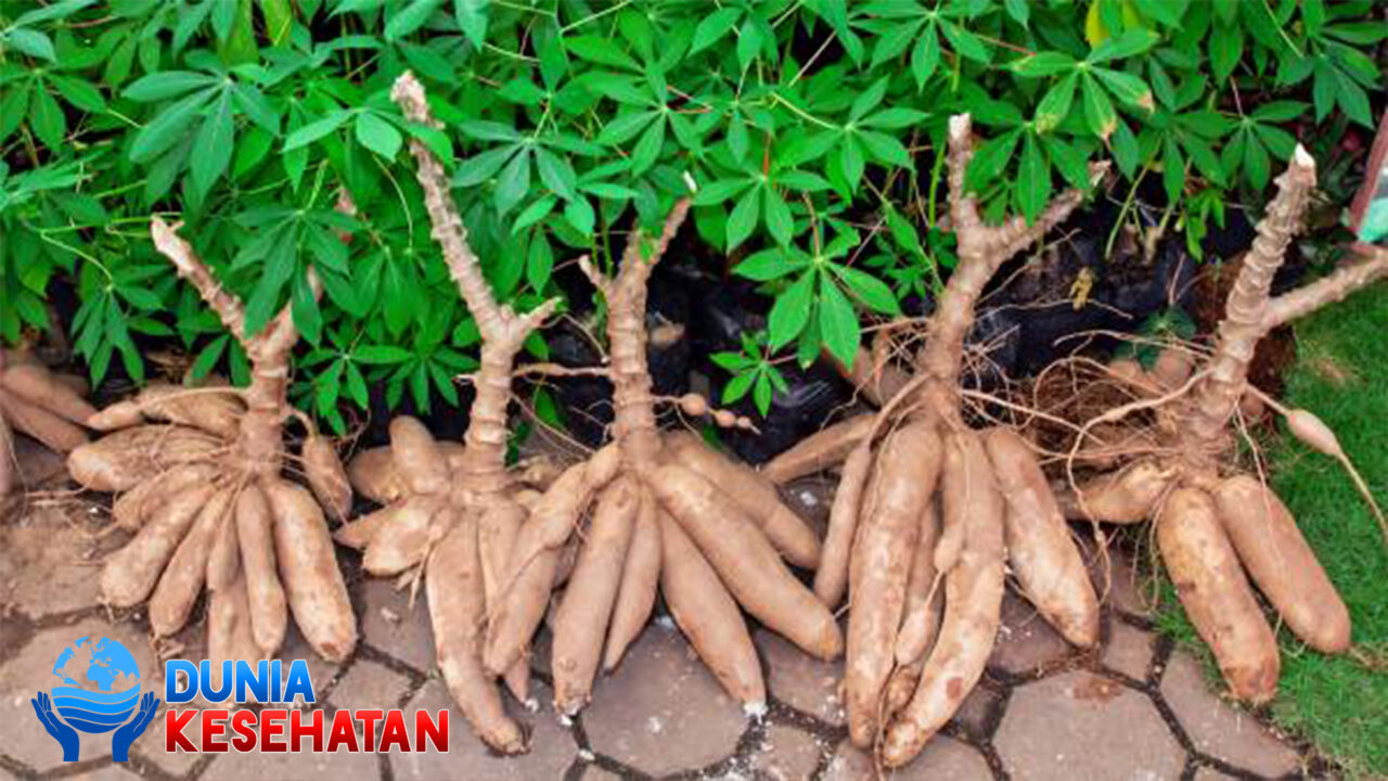 Manfaat Singkong bagi Kesehatan