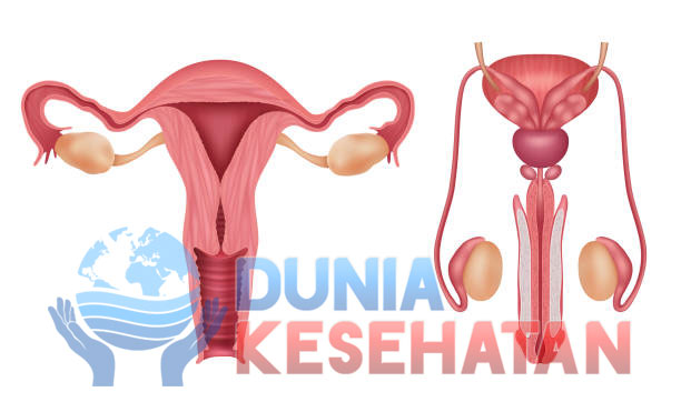 Reproduksi Sehat Itu Seksi: Cara Cerdas Menjaga Sejak Dini